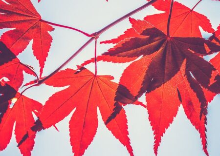 پلتفرم وام‌دهی کریپتو، Maple Finance از اصلاحات اساسی رونمایی کرد، وام دادن به Solana را متوقف کرد