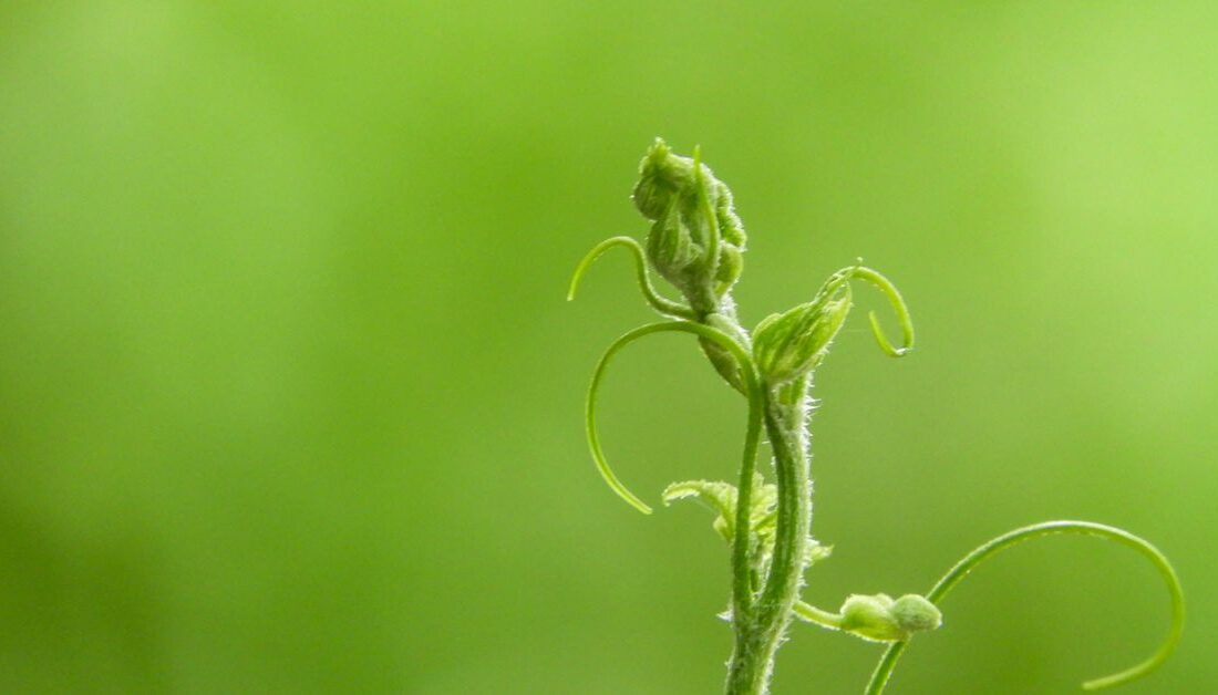 چگونه مالی احیاکننده پایداری را برای کریپتو به ارمغان می آورد