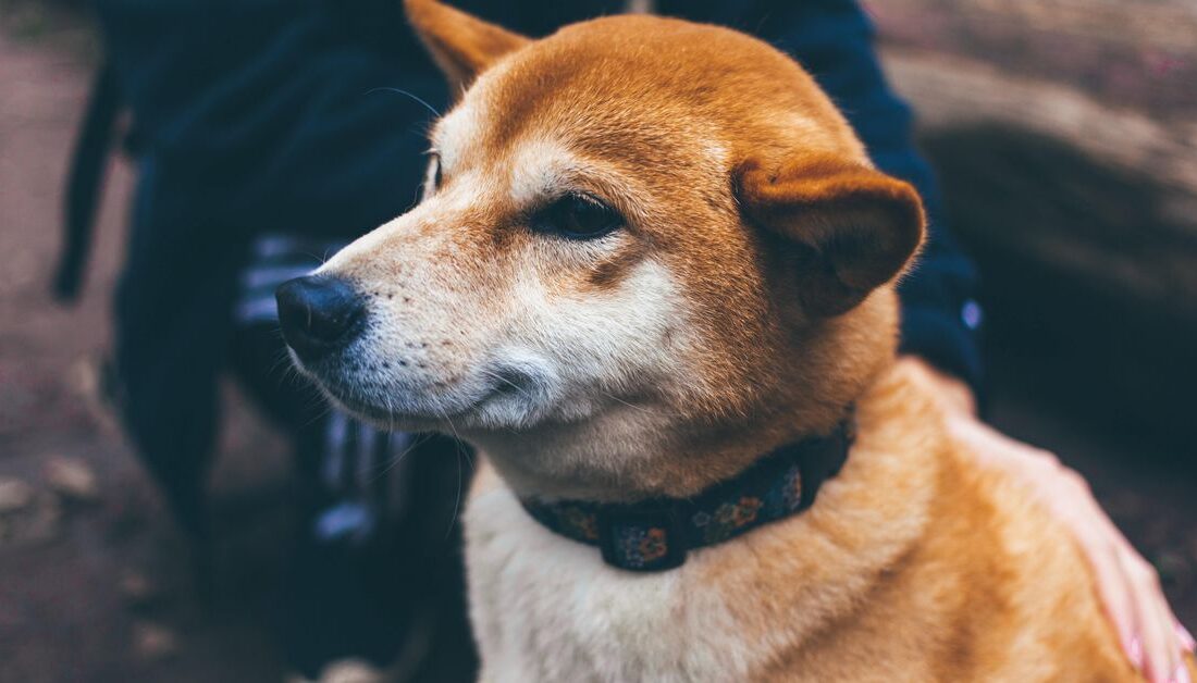 جهش بیت کوین Dogecoin ممکن است خبر بدی برای بازار باشد