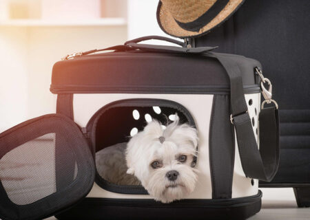 بهترین ایرلاین ها برای حمل حیوان خانگی با هواپیما کدامند؟