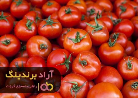 گوجه فرنگی برای من حوزه ای ثروت ساز بود