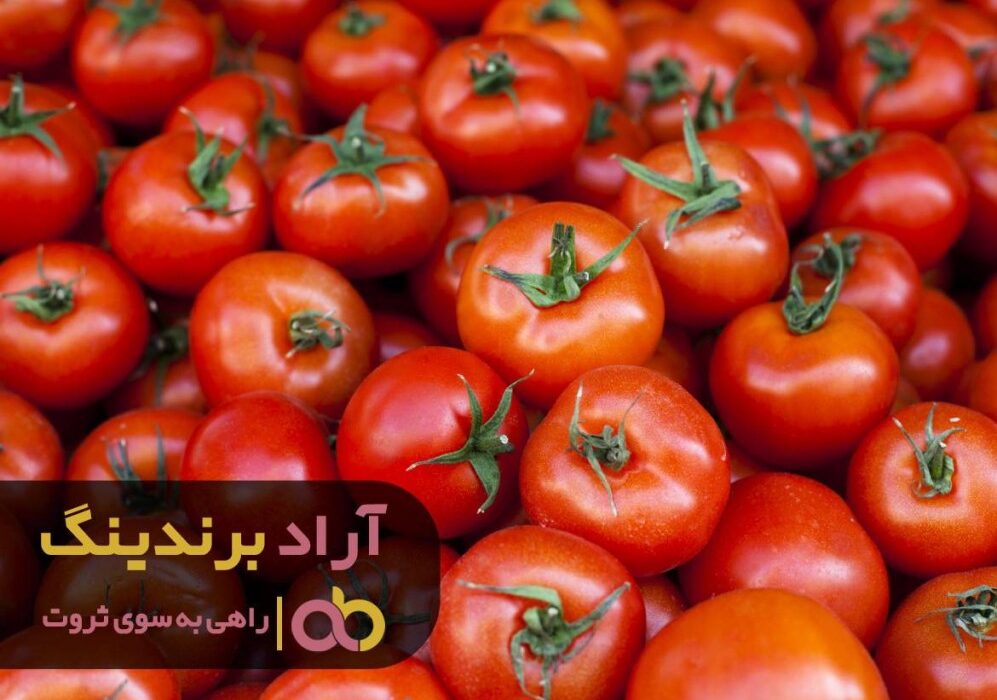 گوجه فرنگی برای من حوزه ای ثروت ساز بود