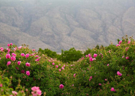 مراسم گلابگیری کاشان آیین سنتی مردم ایران