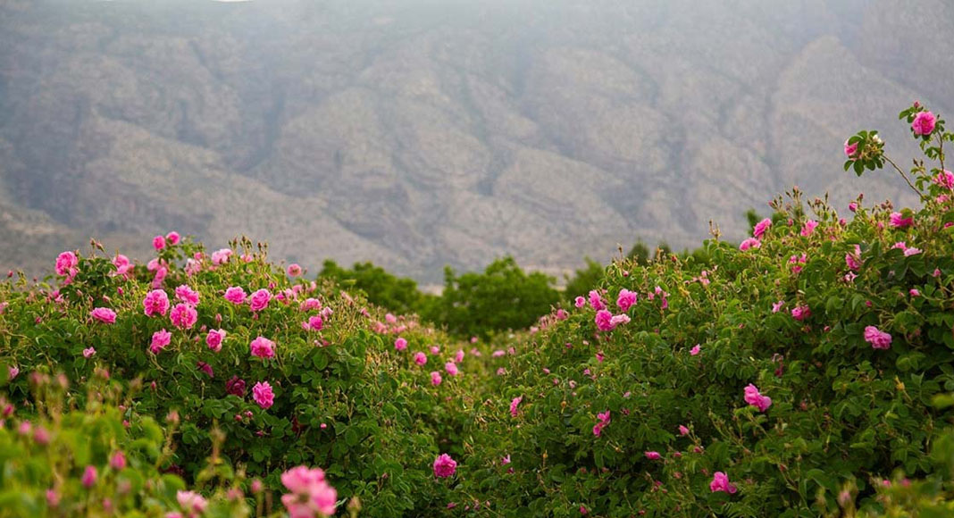 مراسم گلابگیری کاشان آیین سنتی مردم ایران