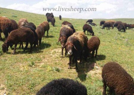 خرید گوسفند زنده در تهران چگونه است ؟
