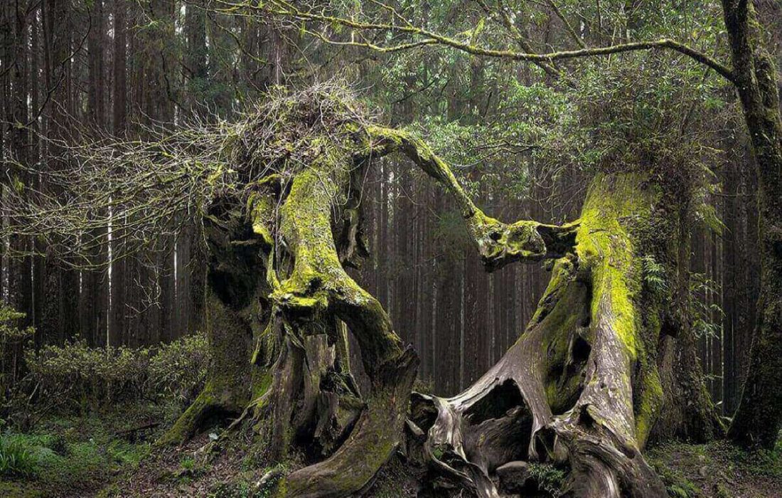 Plantas de aspecto seductor, cuyo uso es letal;  ¡Una planta que te hace suicidarte!