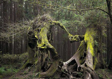 Plantas de aspecto seductor, cuyo uso es letal;  ¡Una planta que te hace suicidarte!