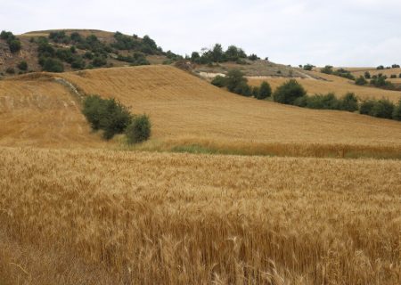 چهارمین طرح جهش تولید در دیمزارها آغاز شد؛ ۵.۲ میلیون هکتار از اراضی دیم زیر کشت می رود