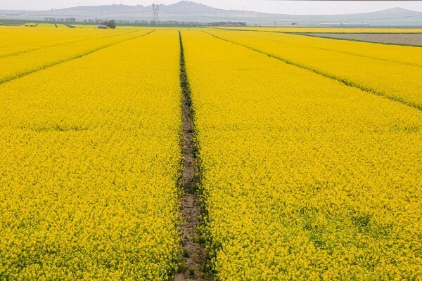 جای خالی صنایع تبدیلی در تولید کلزا در ایلام