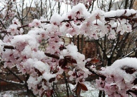 ارقام تجاری مقاوم به سرما در مشگین شهر تولید می شود