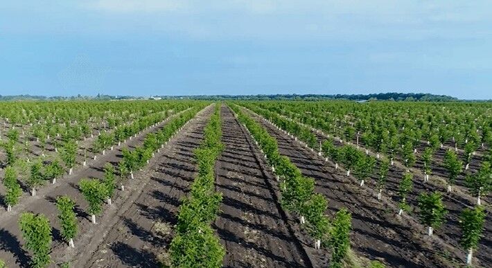 شناسایی روستاهای تولید درختان جوان در دستور کار تولید 100 گونه درختی در نهالستان ها