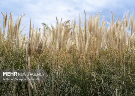 نگهداری بیش از ۶هزار نمونه در موزه جانورشناسی موسسه گیاه پزشکی – خبرگزاری مهر | اخبار ایران و جهان