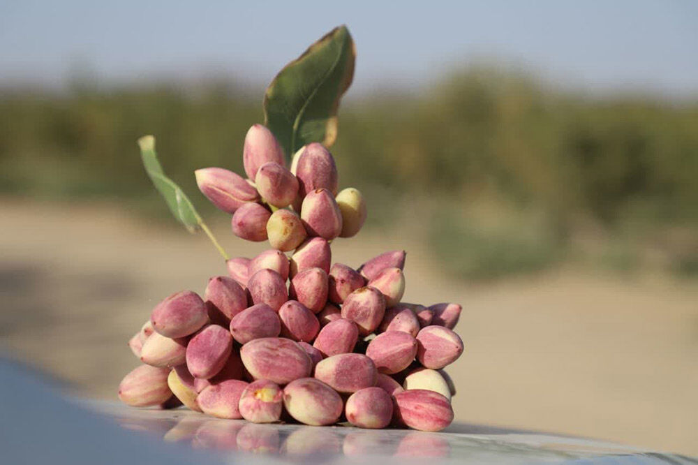 سهم کرمان از بازار طلای سبز پایین آمد؛ پسته خندان در کوچ به جای جای ایران