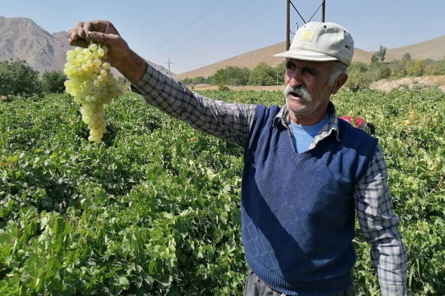 ایران در جایگاه یازدهم تولید جهانی انگور| شیلی؛ بزرگترین صادر کننده