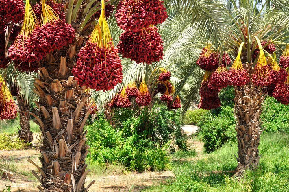 سقوط خرما ادامه دارد| نخلداران و تولیدکنندگان در آستانه ورشکستگی