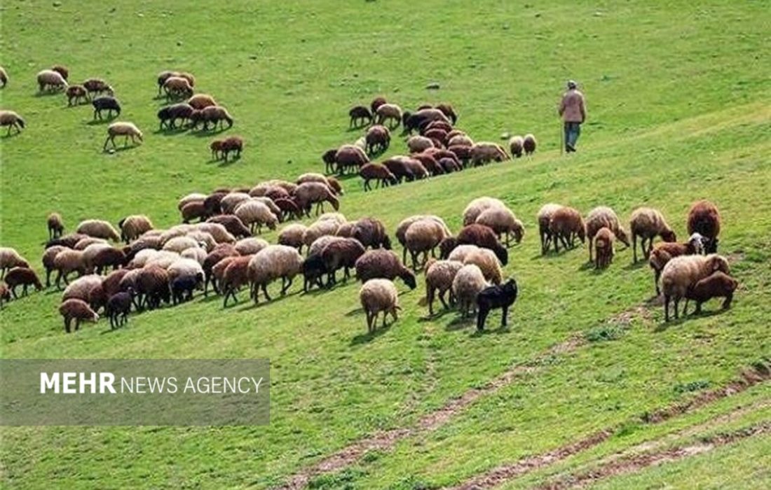 ممانعت از ورود دام غیرمجاز به منطقه حفاظت شده البرز مرکزی – خبرگزاری مهر | اخبار ایران و جهان