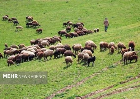 ممانعت از ورود دام غیرمجاز به منطقه حفاظت شده البرز مرکزی – خبرگزاری مهر | اخبار ایران و جهان