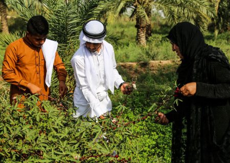 آغاز اولین برداشت چای قرمز در خوزستان