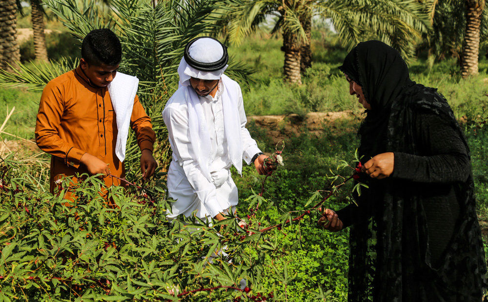 آغاز اولین برداشت چای قرمز در خوزستان