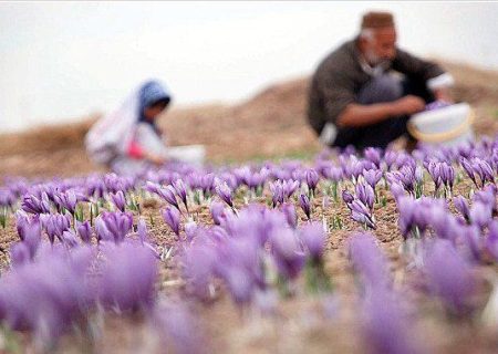 کاهش 40 درصدی برداشت زعفران در وامنان مسئولان برای گرفتن عکس یادگاری می آیند.