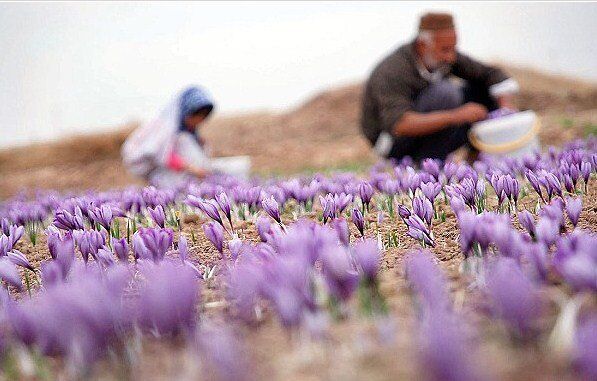 زعفران خراسان رفت گرما و سرما و داغ در دل طلای سرخ جهان.