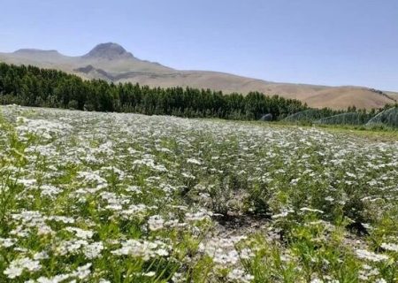 عدم رونق گردشگری کشاورزی در ایلام