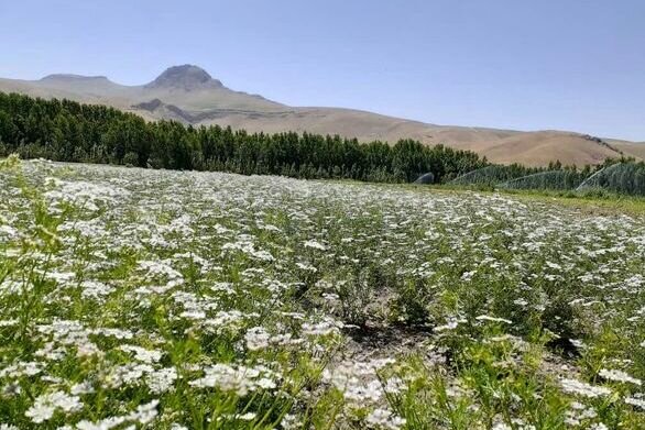 عدم رونق گردشگری کشاورزی در ایلام