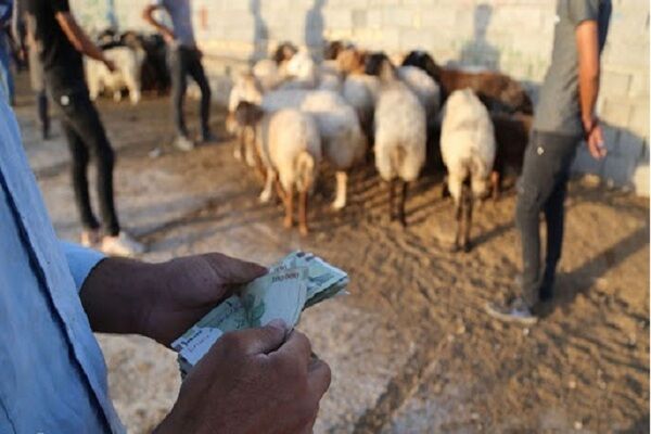 افزایش قاچاق دام و پیامدهای منفی آن در ایلام