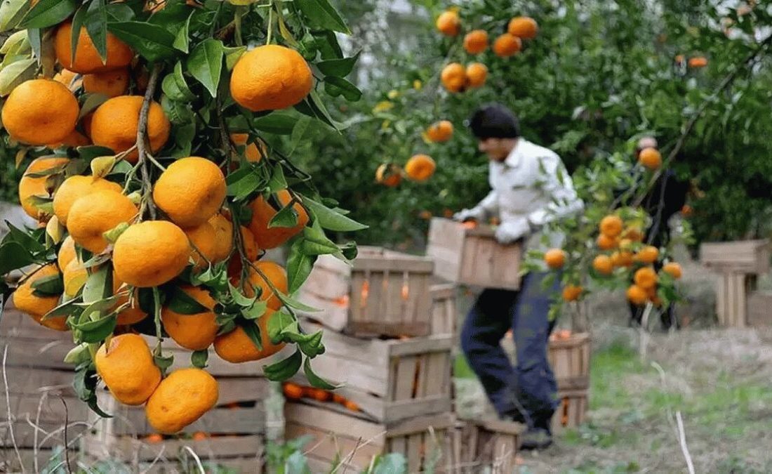 روند کند صدور گواهی بهداشت برای محصولات باغی ثبت نشده در مازندران