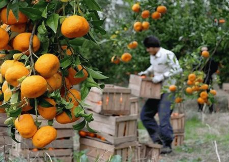 روند کند صدور گواهی بهداشت برای محصولات باغی ثبت نشده در مازندران