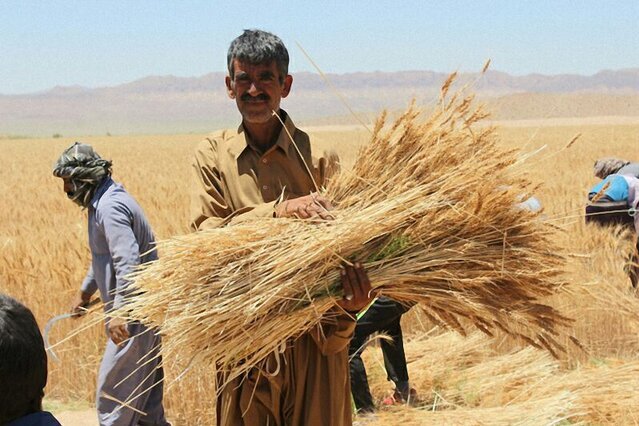 آیا مطالبات گندمکاران به طور کامل تسویه می‌شود؟