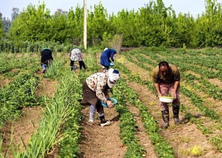 اجرای بزرگترین کمپین ارتقای بهره وری الگوی کشت پاییزه کشور از فردا آغاز می شود