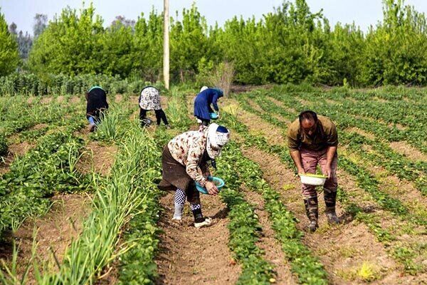 اجرای بزرگترین کمپین ارتقای بهره وری الگوی کشت پاییزه کشور از فردا آغاز می شود