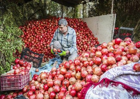 ایران سومین تولیدکننده انار در جهان| برآورد تولید بیش از ۱.۲ میلیون تن در سال جاری