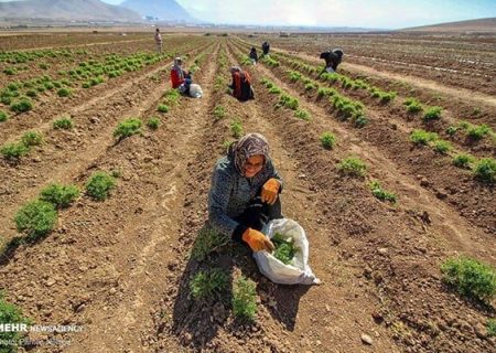 سند کشت گیاهان دارویی در مازندران تهیه می شود – خبرگزاری مهر | اخبار ایران و جهان