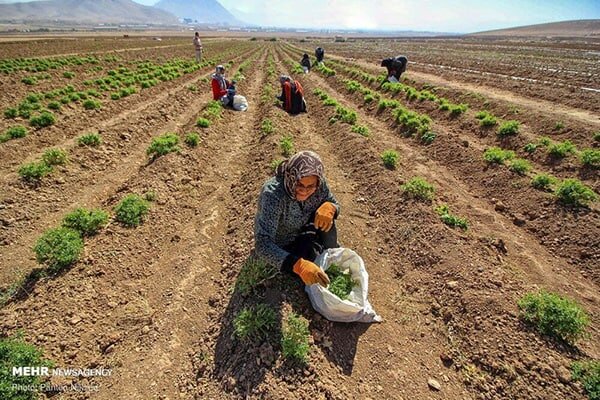 سند کشت گیاهان دارویی در مازندران تهیه می شود – خبرگزاری مهر | اخبار ایران و جهان