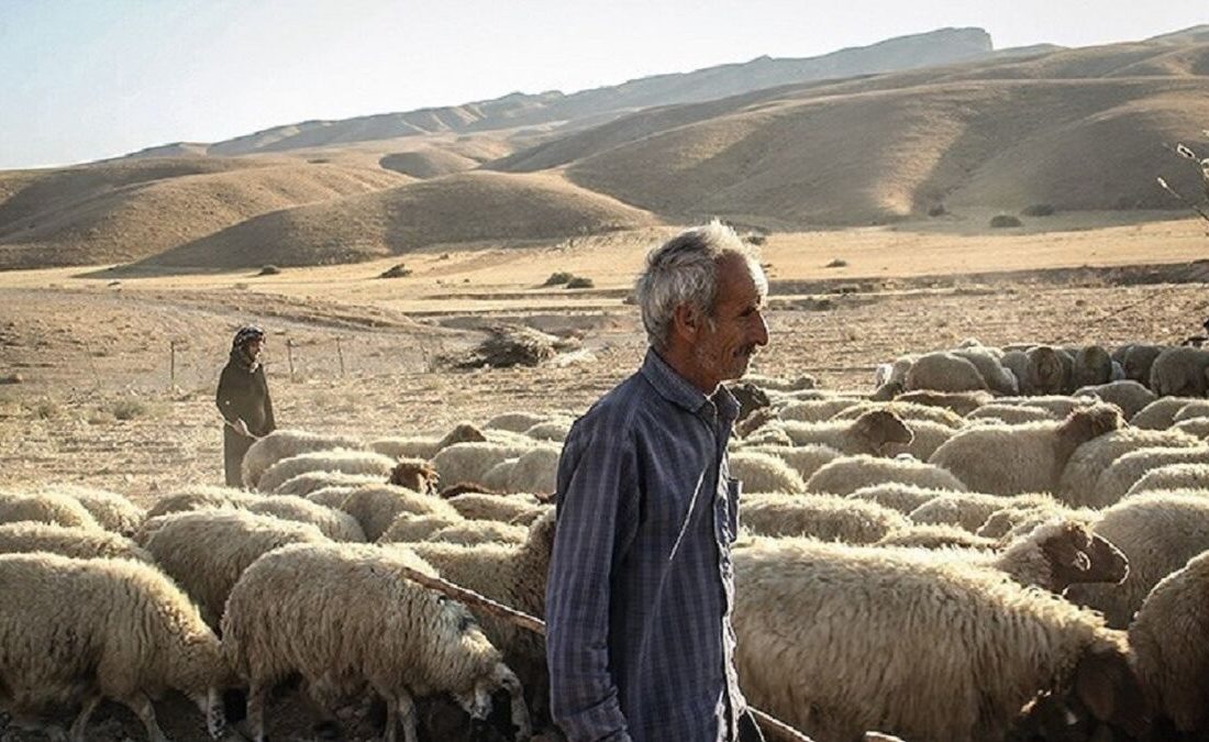 طرح توزیع نهاده برای تولید گوشت قرمز عشایری از اواسط مهر اجرا می‌شود