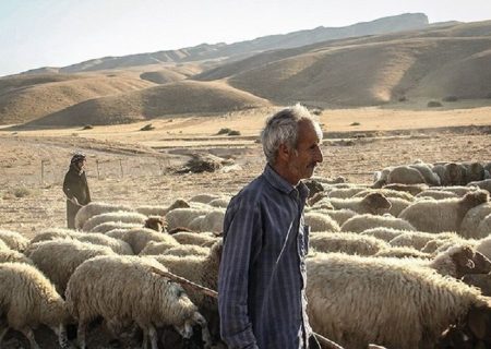 طرح توزیع نهاده برای تولید گوشت قرمز عشایری از اواسط مهر اجرا می‌شود