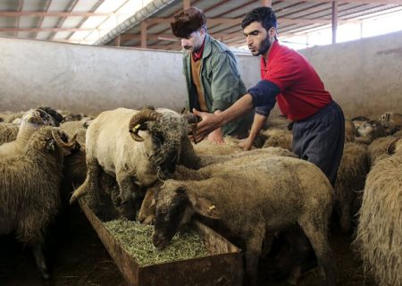 قیمت جدید دام زنده / گوسفند زنده در تهران گران شد + جدول