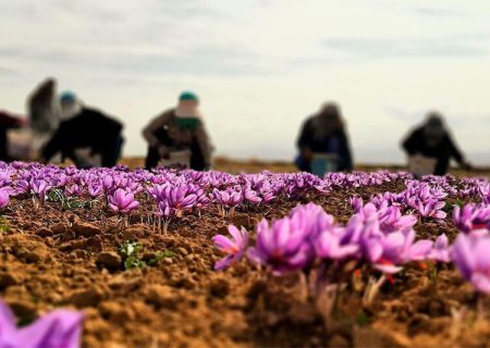 قیمت زعفران سر به فلک کشید / سفره‌های ایرانی بدون زعفران