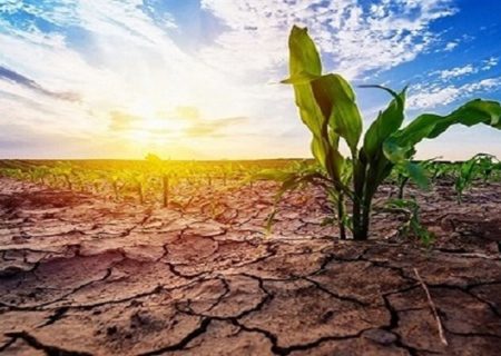 Falta de agua y necesidad de cambiar el patrón de cultivo  Las granjas cambiaron su naturaleza