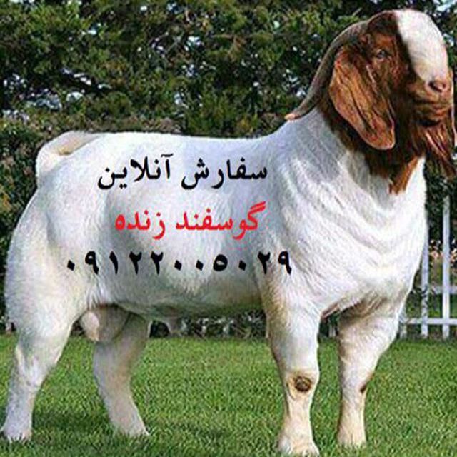 همه چیز درباره خرید گوسفند زنده