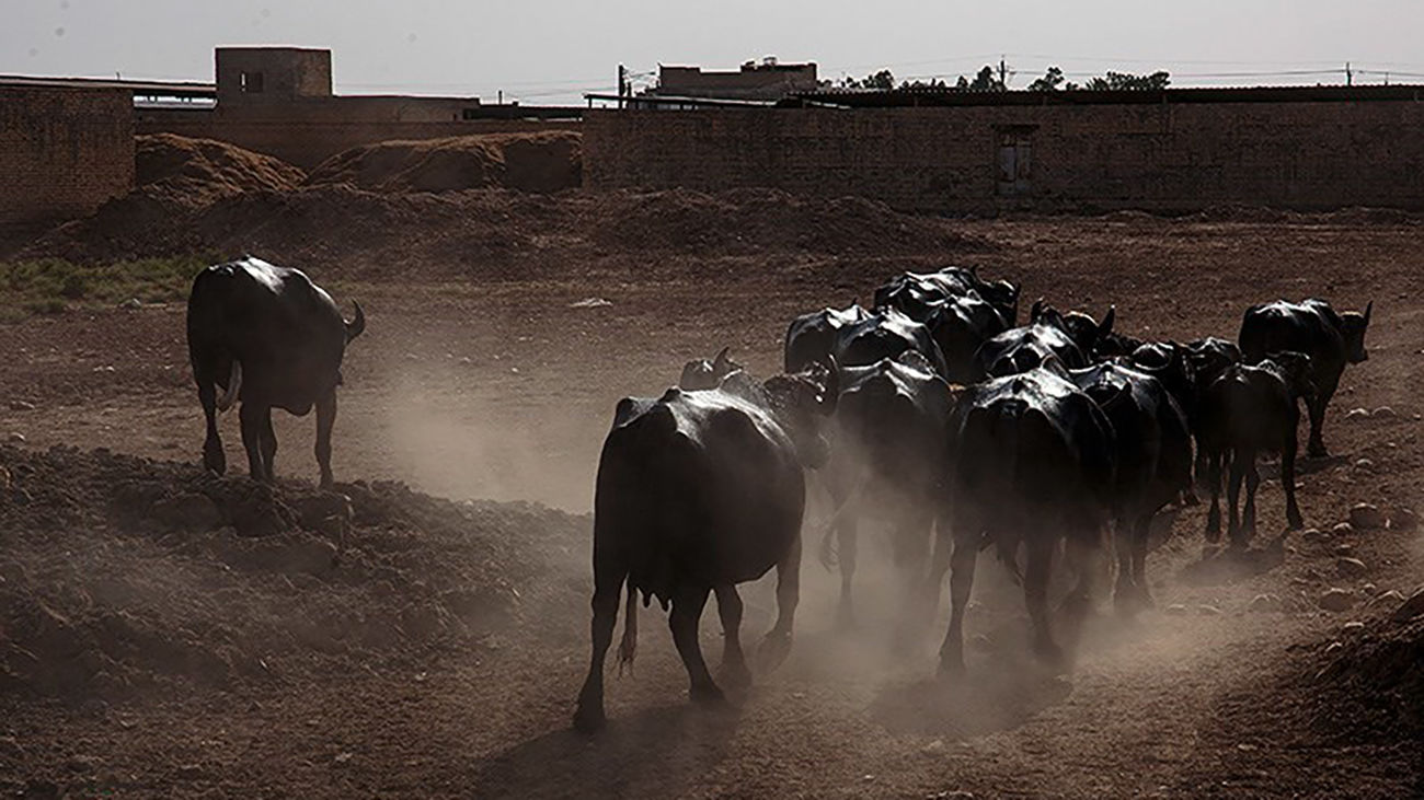 محموله ای به ارزش میلیاردها گاو قاچاق در مرزهای بلوچستان کشف و ضبط شد