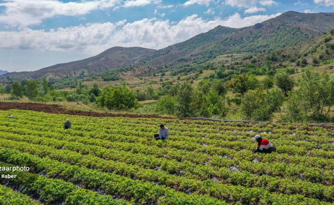 سموم شیمیایی گریبان اقتصاد کشاورزی را گرفته است آیا جنوب کرمان قرار است محصولات سالم تولید کند؟