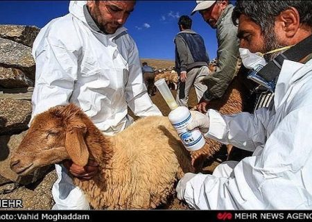 شناسایی 2 شیوع مثبت بیماری تب برفکی در ساوه / زنگ خطر به صدا درآمد – خبرگزاری مهر اخبار ایران و جهان