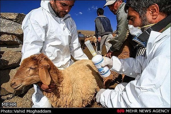 شناسایی 2 شیوع مثبت بیماری تب برفکی در ساوه / زنگ خطر به صدا درآمد – خبرگزاری مهر اخبار ایران و جهان