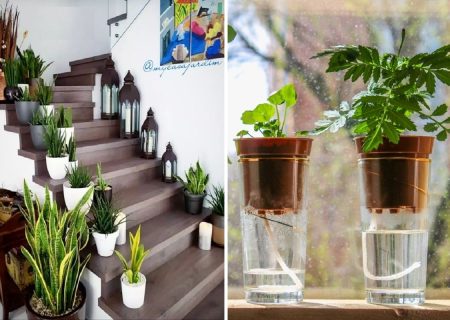 گیاهان داخل خانه/ وقتی با این تکنیک های طلایی به سفر می روید، گل شما خودش را سیراب می کند