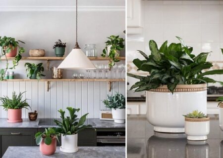 گیاهان داخل خانه مناسب آشپزخانه / با اینها مهمترین قسمت خانه را به زیباترین مکان تبدیل کنید