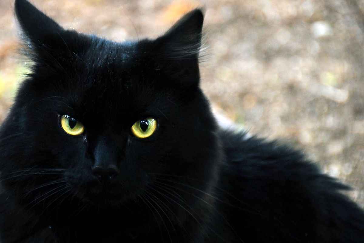 cat-black.width-1200.height-630