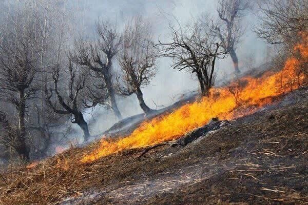 تابستان خطرناکی در انتظار جنگل های بلوط ایلام است / آتش در کمین – خبرگزاری ایران و جهان نیوز